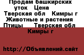 Продам башкирских уток › Цена ­ 500 - Тверская обл., Кимры г. Животные и растения » Птицы   . Тверская обл.,Кимры г.